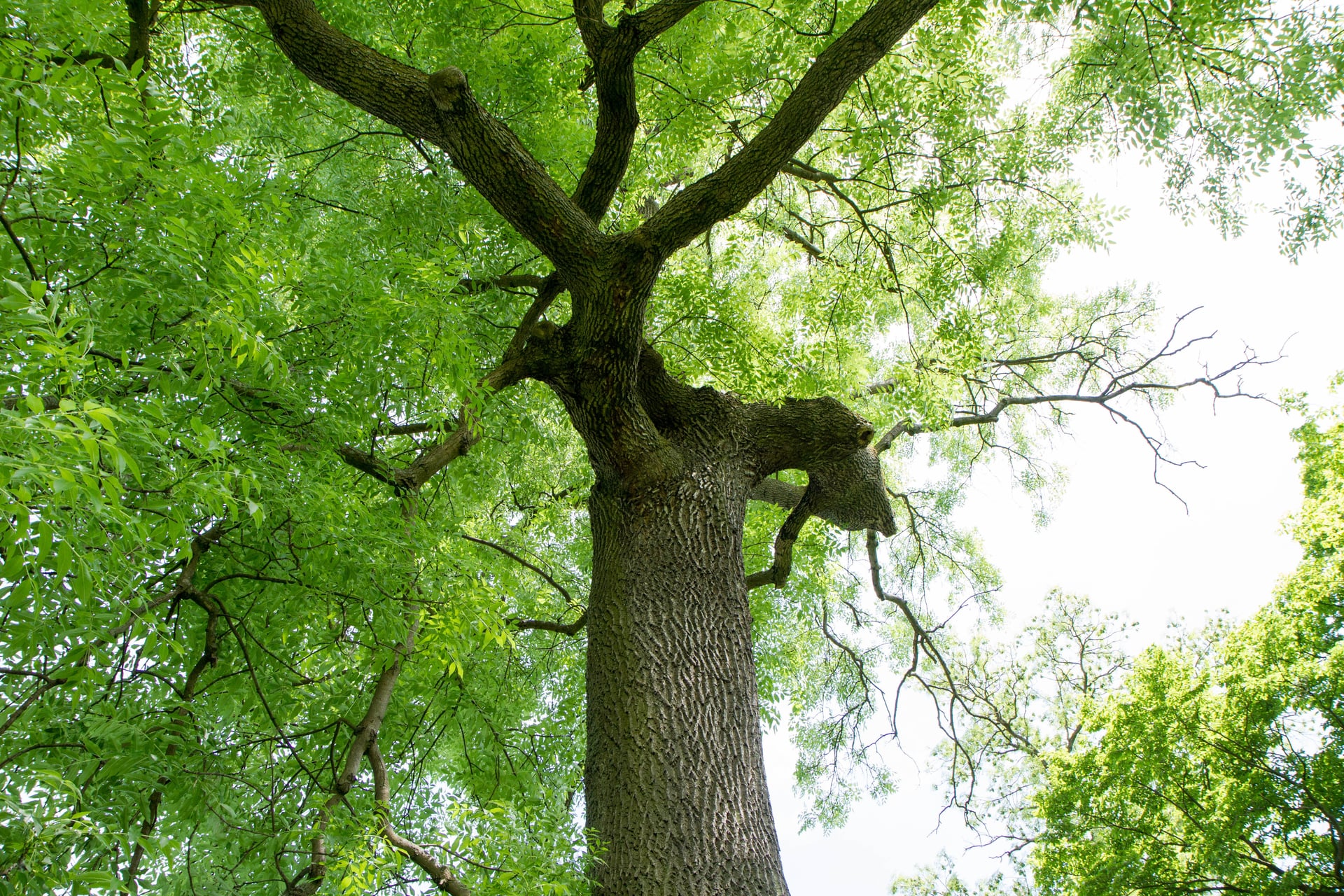 Tree Surgery Across Hemel Hempstead and Hertfordshire